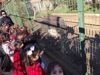 Hayvanat Bahçesi Gezisi 