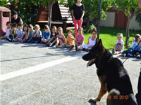Köpek Eğitim Gösterisi
