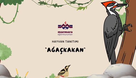 Hayvan Tanıtımı-Ağaçkakan