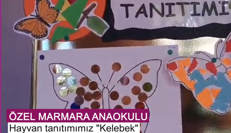 Hayvan Tanıtımı Kelebek